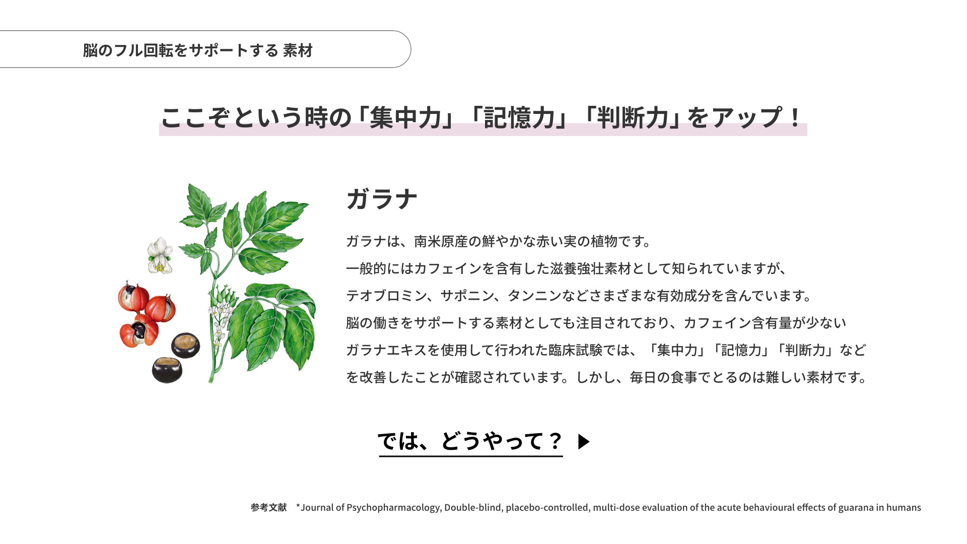 「ガラナ」脳のフル回転をサポートする素材。ここぞという時の 「集中力」「判断力」「記憶力」をアップ！