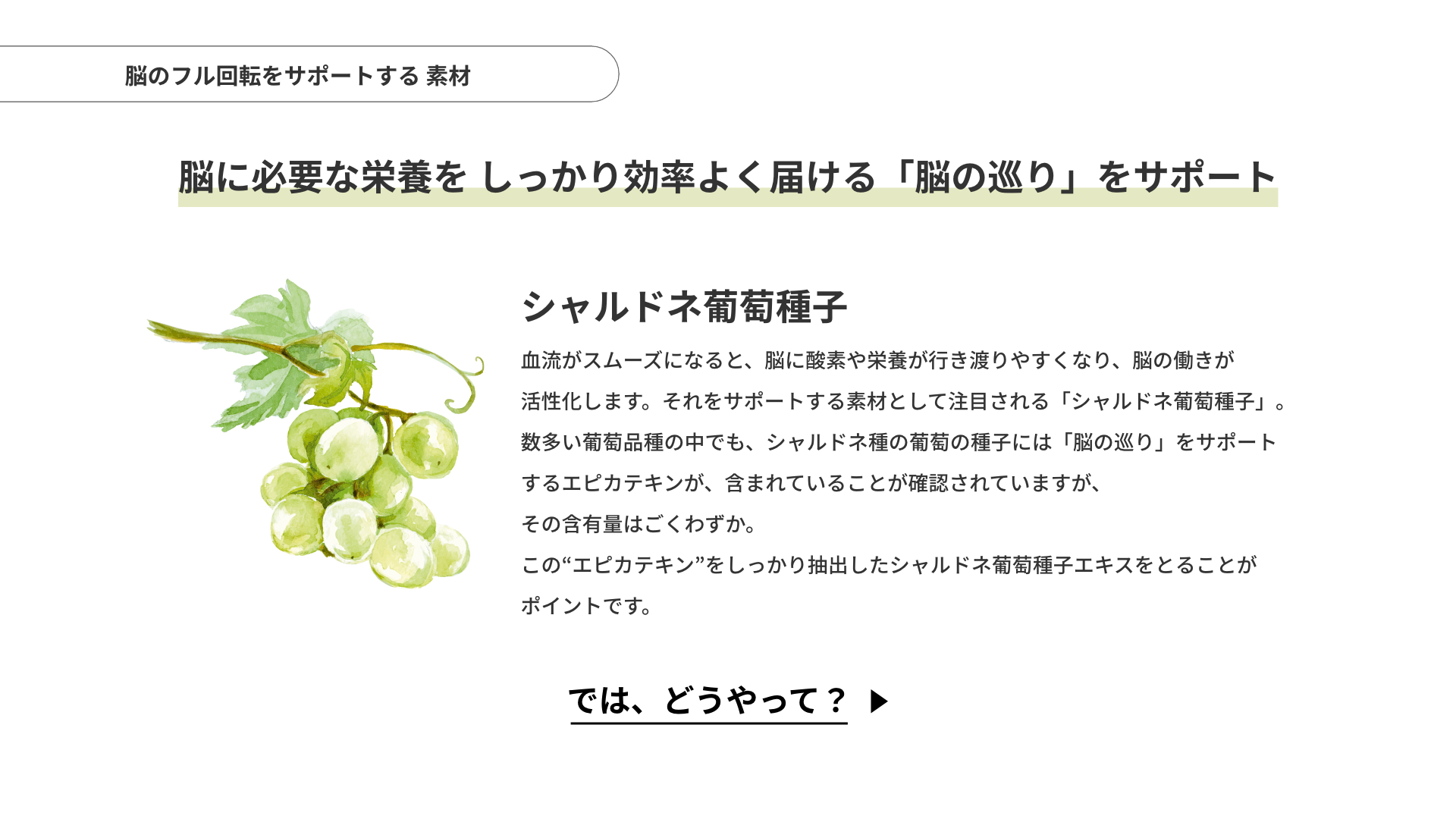 「シャルドネ葡萄種子」脳のフル回転をサポートする素材。脳に必要な栄養を しっかり効率よく届ける「脳の巡り」をサポート
