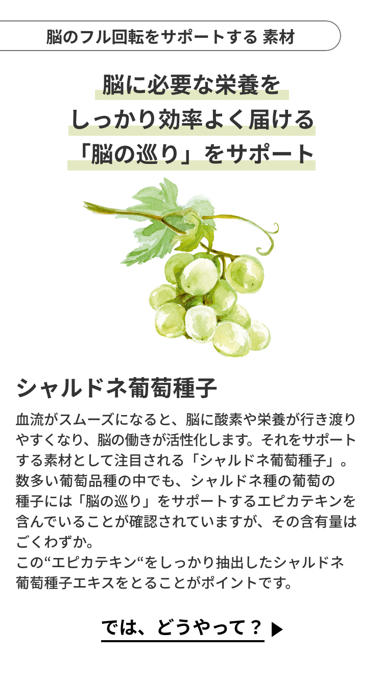 「シャルドネ葡萄種子」脳のフル回転をサポートする素材。脳に必要な栄養を しっかり効率よく届ける「脳の巡り」をサポート